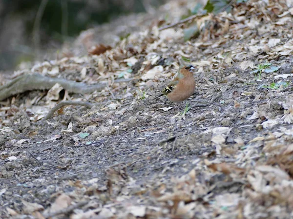 Kleine Tsjechische vogel op een grond — Stockfoto