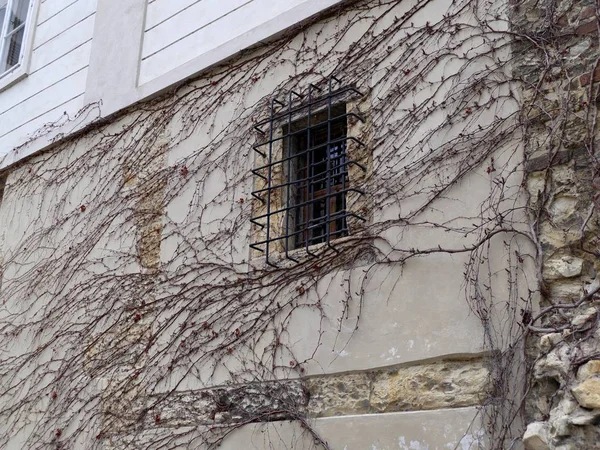 Vieille fenêtre murale avec branches de lierre sèches — Photo