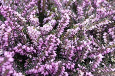 güzel renkli bahar çiçek arka plan