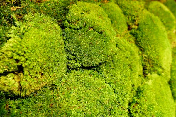 Detalhe de um musgo verde vívido — Fotografia de Stock