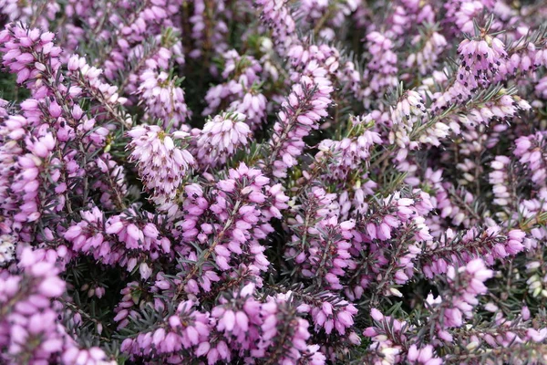 güzel renkli bahar çiçek arka plan