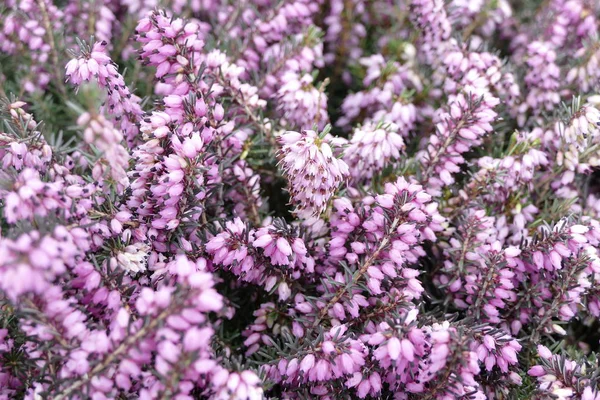 güzel renkli bahar çiçek arka plan