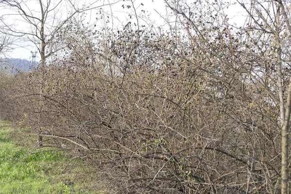 Arbustos en el comienzo de la primavera — Foto de Stock
