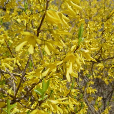 taze güneşli bir bahar günü çiçek