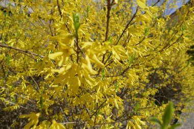 taze güneşli bir bahar günü çiçek