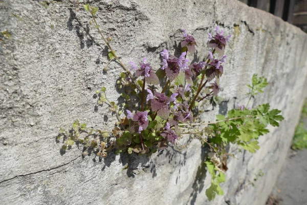 Flower in a fresh sunny spring day — Stock Photo, Image