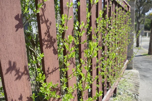 Planta verde en un sol fresco de primavera —  Fotos de Stock