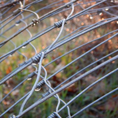 wire or fence wet with a morning dew