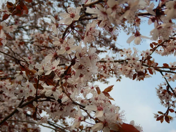 春の花の木の詳細 — ストック写真