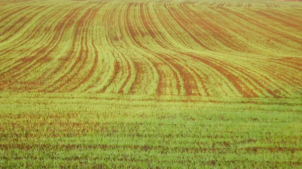 Primavera campo verde com pequenas plantas — Fotografia de Stock