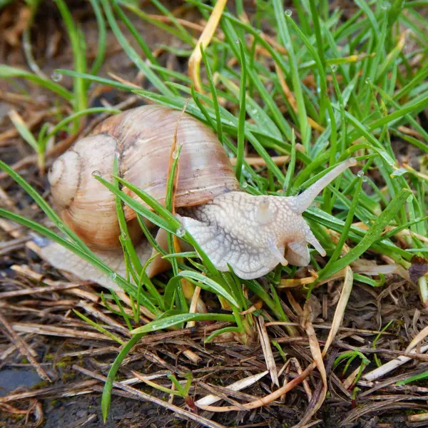 Caracol con su casa de conchas en una hierba verde — Foto de Stock