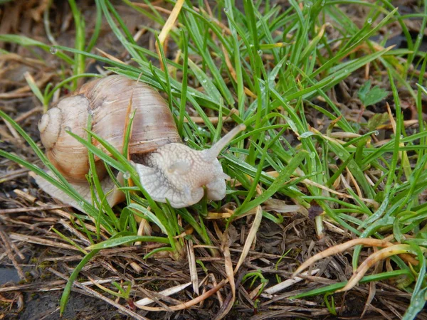 Caracol com sua casa shell em uma grama verde — Fotografia de Stock