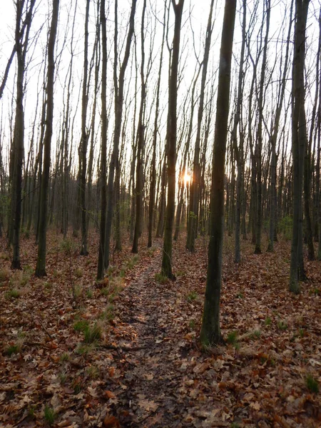 Hermoso amanecer en un bosque sin hojas —  Fotos de Stock