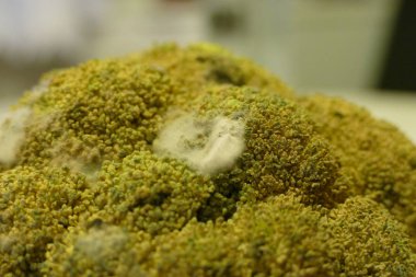 Beyaz kalıp ile eski bir şımarık brocoli detay