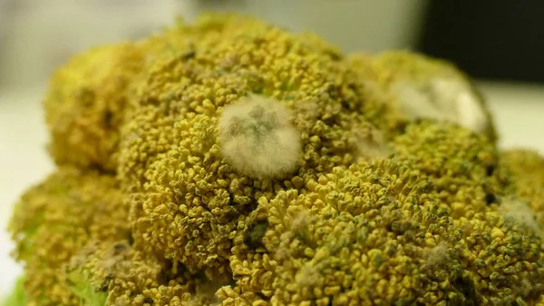 Beyaz kalıp ile eski bir şımarık brocoli detay