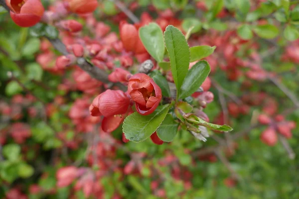 美しい赤い花の木詳細 — ストック写真