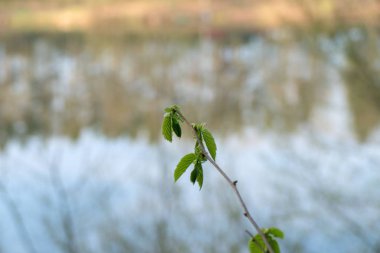 Sessiz bahar sabahı vltava Nehri