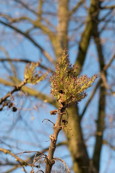 De vertakking van de beslissingsstructuur met jonge bladeren in het voorjaar — Stockfoto