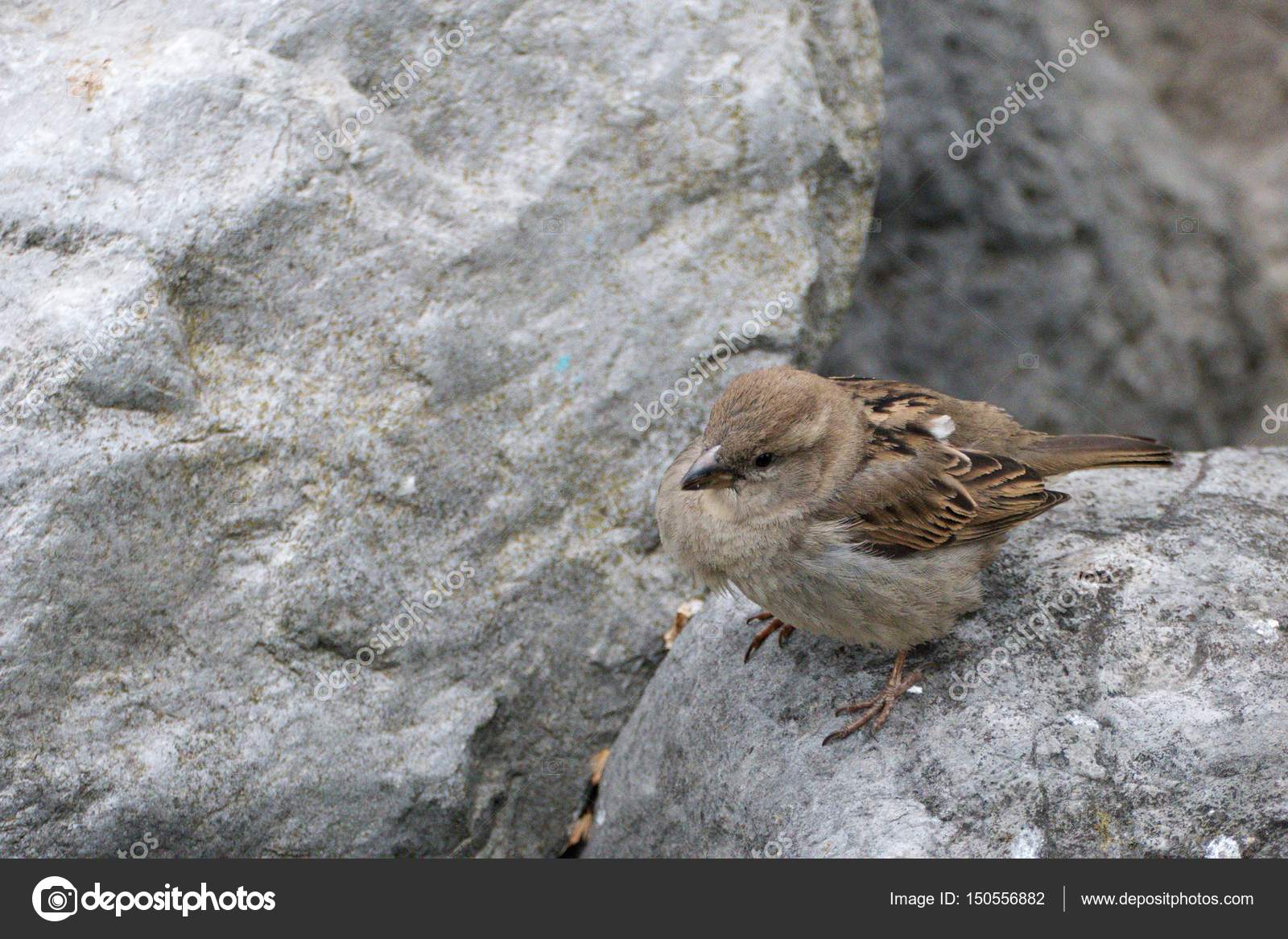 Petit Oiseau Brun Sur Une Pierre Grise Photographie