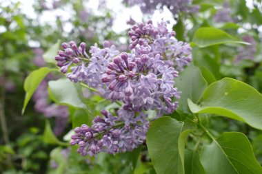 güzel Menekşe çiçeği içinde Lila