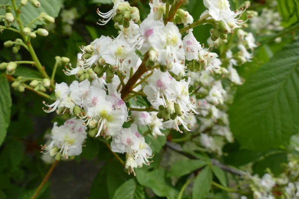 Detail of a chestnut tree in blossom — Stock Photo, Image