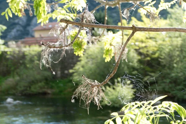 Detai lof jaring laba-laba pada cabang hijau — Stok Foto