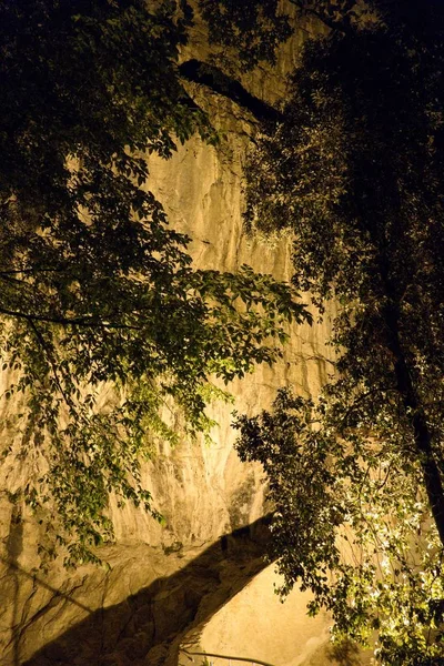 Floresta noturna com uma rocha iluminada — Fotografia de Stock