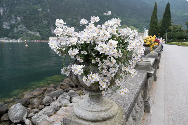Декоративний квітковий горщик на березі озера набережна — стокове фото