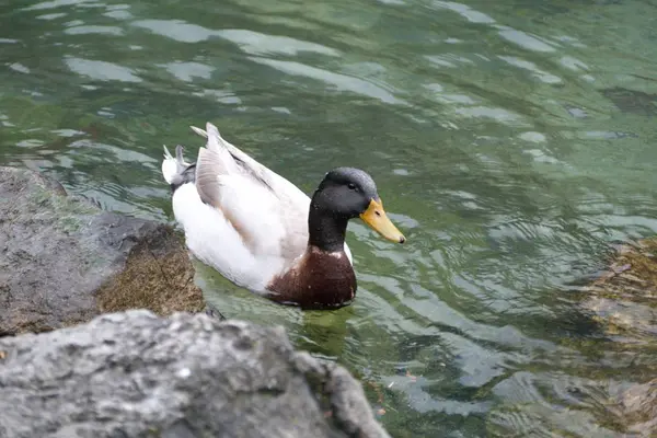 湖上的雄性鸭子 — 图库照片