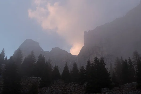 Містичний силует дерева в туманний вечір у горах — стокове фото