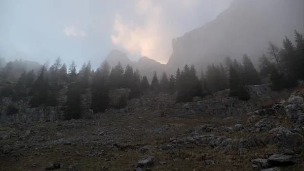 Mystische Baumsilhouette an einem nebligen Abend in den Bergen — Stockfoto