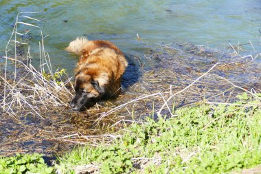 Gölde bir büyük köpek