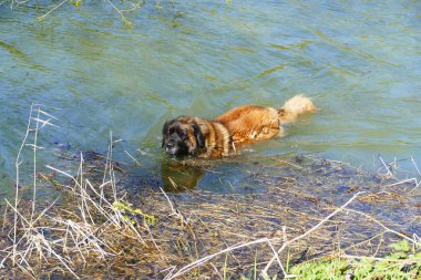 Gölde bir büyük köpek