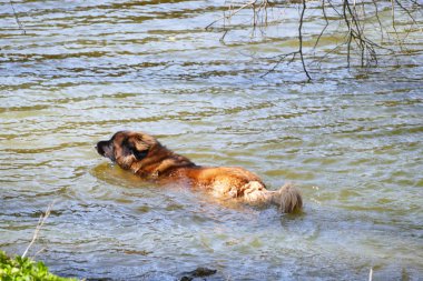 Gölde bir büyük köpek