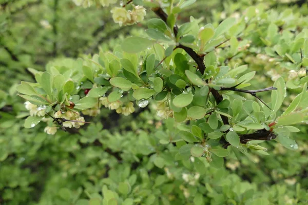 Detail eines Wassertropfens auf einem Ast — Stockfoto