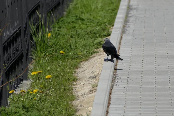 Zwarte birdg op een trottoir in een stad — Stockfoto