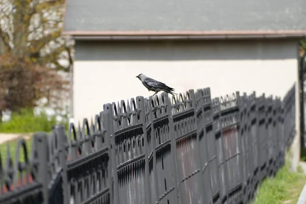坐在栅栏上的黑鸟 — 图库照片