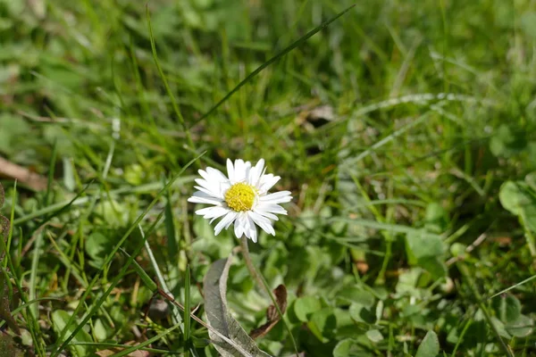 Detalj av en daisy blomma i grönt gräs — Stockfoto