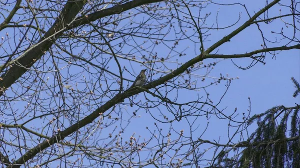 Vogel sitzt hoch oben auf einem Ast — Stockfoto