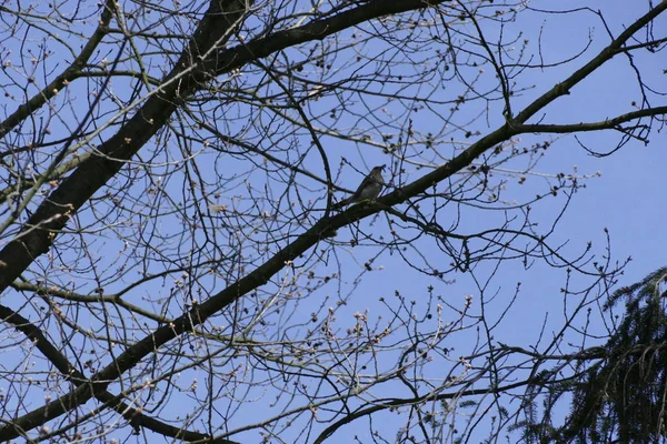 Vogel sitzt hoch oben auf einem Ast — Stockfoto