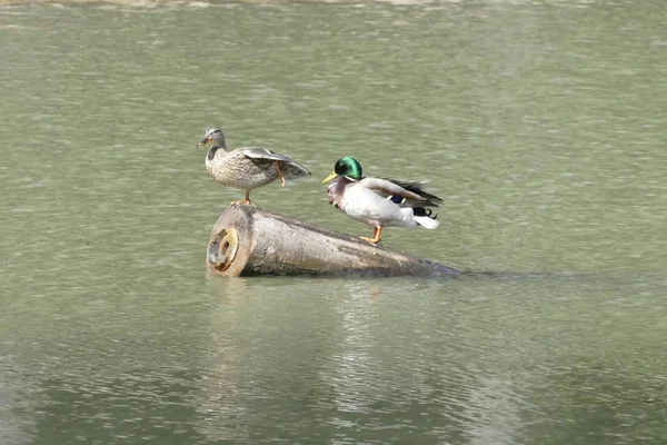 Canards sur un lac eau dans la nature — Photo