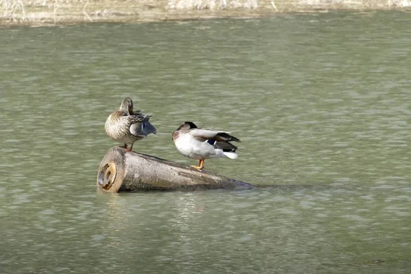 Göl su doğada ördekler — Stok fotoğraf