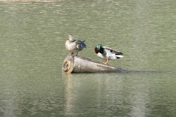 Canards sur un lac eau dans la nature — Photo