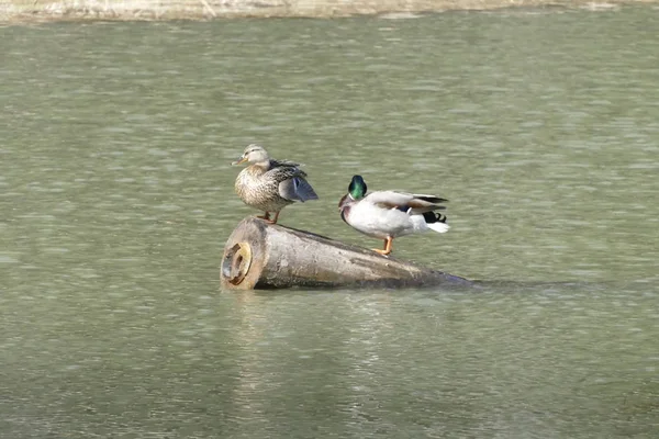 Canards sur un lac eau dans la nature — Photo