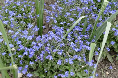 küçük mavi çiçekler ilkbaharda