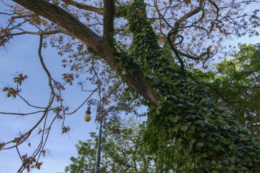baharda bir şehir parkında ağaç