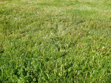 Yeşil çimenlerin üzerinde bir çayır bitkileri ile