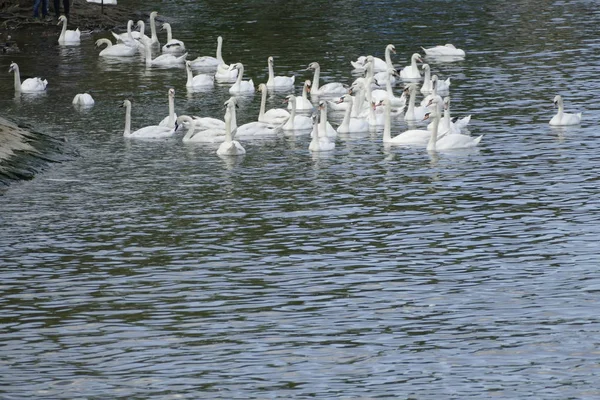 Группа белых лебедей на реке — стоковое фото