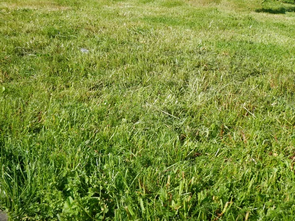 Herbe verte sur une prairie avec des plantes — Photo