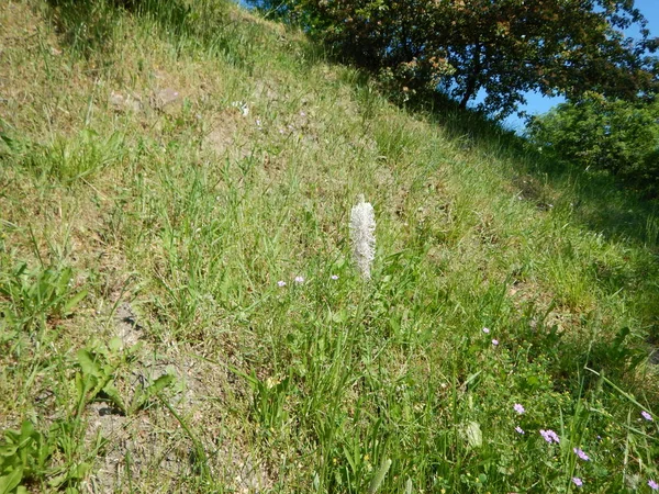 Зелена трава на лузі з рослинами — стокове фото